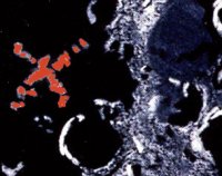 Observons le X lunaire !!