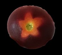 Nuit des Etoiles 2018 : Stonehenge en Haut-Beaujolais !